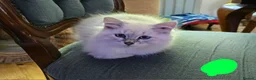 Siberian cats for sale: Beautiful Siberian kittens - Advert 10