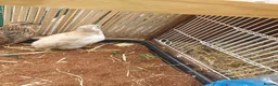Quail poultry for sale: Male quail in Coldstream - Advert 2