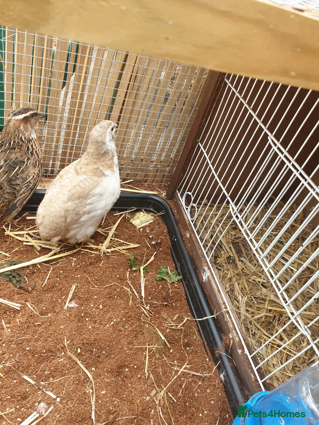 Quail poultry for sale: Male quail in Coldstream - Advert 2