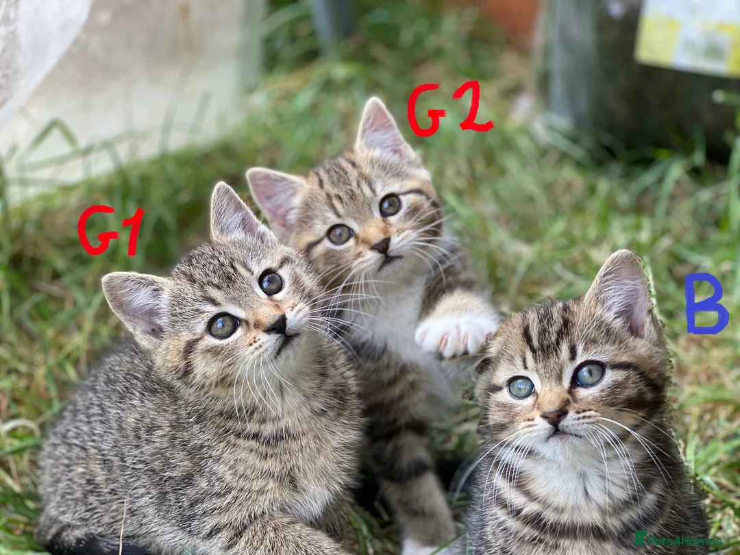 European cats for sale: 3 kittens for sale - Advert 1