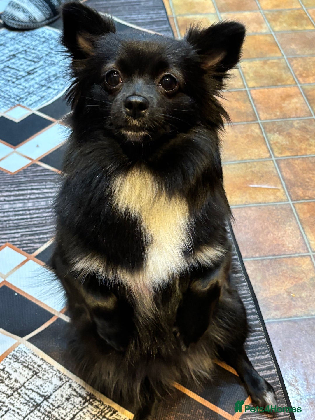 Pomeranian dogs for sale: • Beautiful Female Pomeranian – Bonnie - Advert 4
