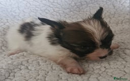 Papillon dogs for sale: KC Papillon. DNA health tested.  - Image 6