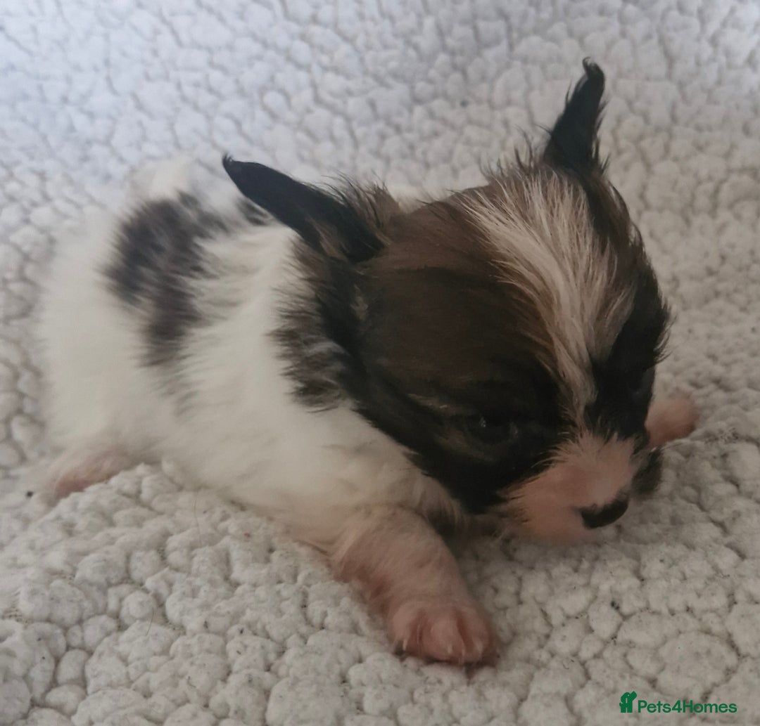 Papillon dogs for sale: KC Papillon. DNA health tested.  - Image 6