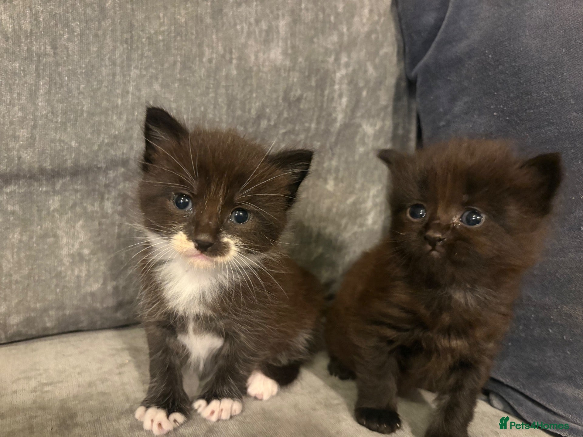 Mixed Breed cats for sale: Beautiful Kittens For Sale - Advert 5