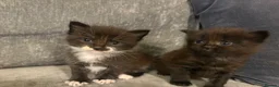 Mixed Breed cats for sale: Beautiful Kittens For Sale - Advert 1