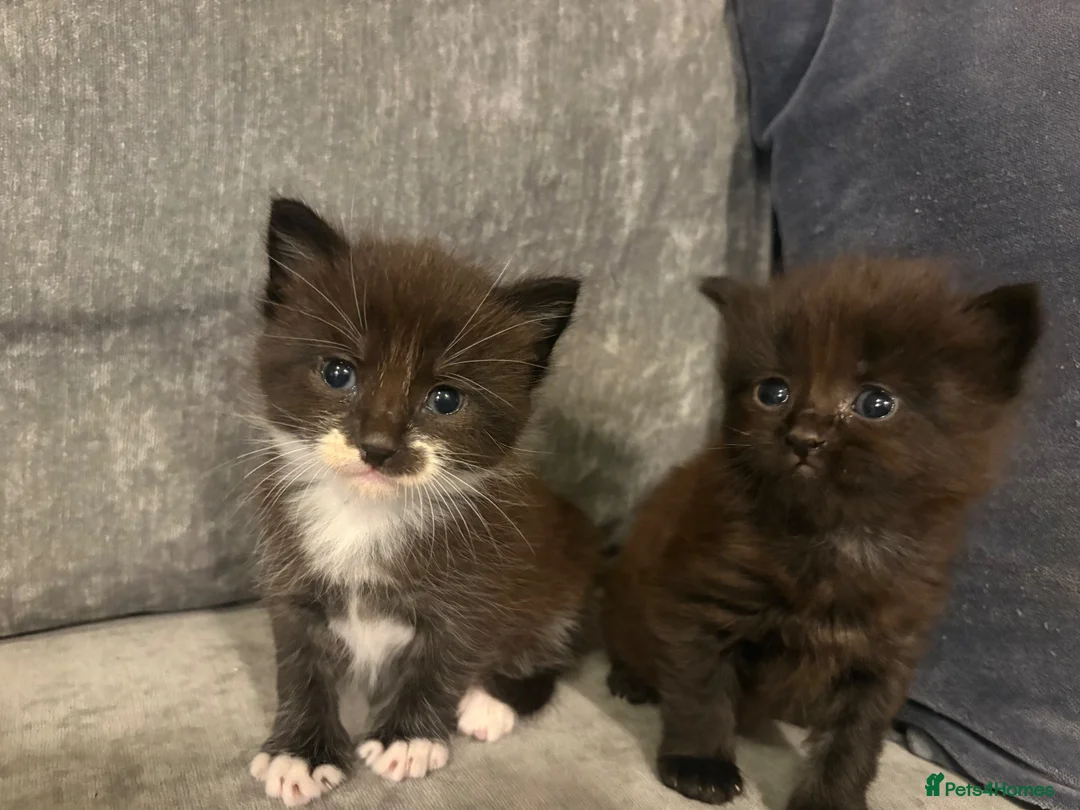 Mixed Breed cats for sale: Beautiful Kittens For Sale - Advert 1