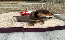 Miniature Dachshund dogs for sale: Pedigree long-haired miniature Dutch hounds - Image 9