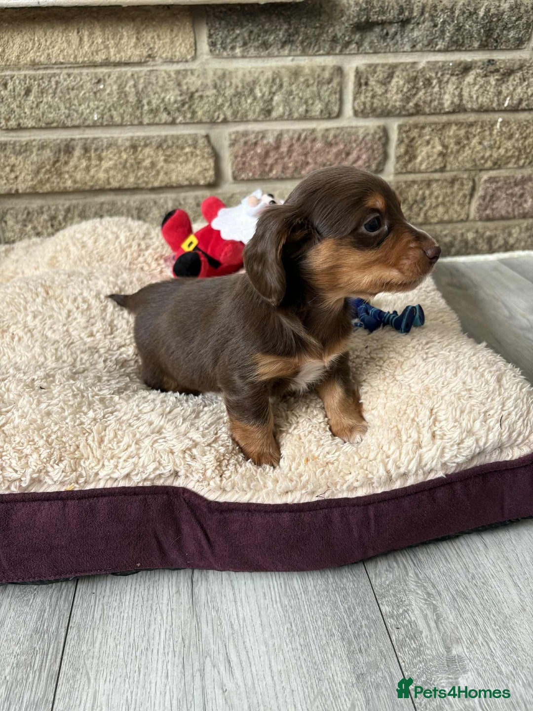 Miniature Dachshund dogs for sale: Pedigree long-haired miniature Dutch hounds - Image 9