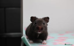 Hamster rodents for sale: Male and female syrian hamsters  - Image 2