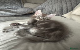 Maine Coon cats for sale: Full pedigree Maine Coon boys - Image 2