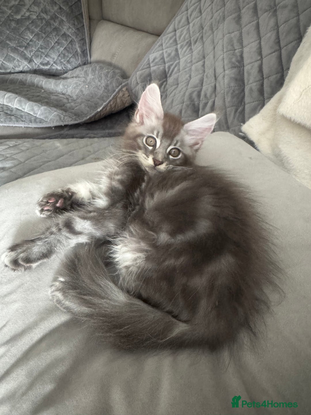 Maine Coon cats for sale: Full pedigree Maine Coon boys - Image 2
