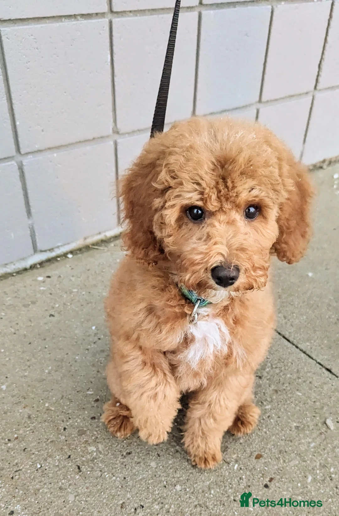 Bernedoodle dogs for sale: Mini Tri-Colour Bernedoodle in London - Advert 3