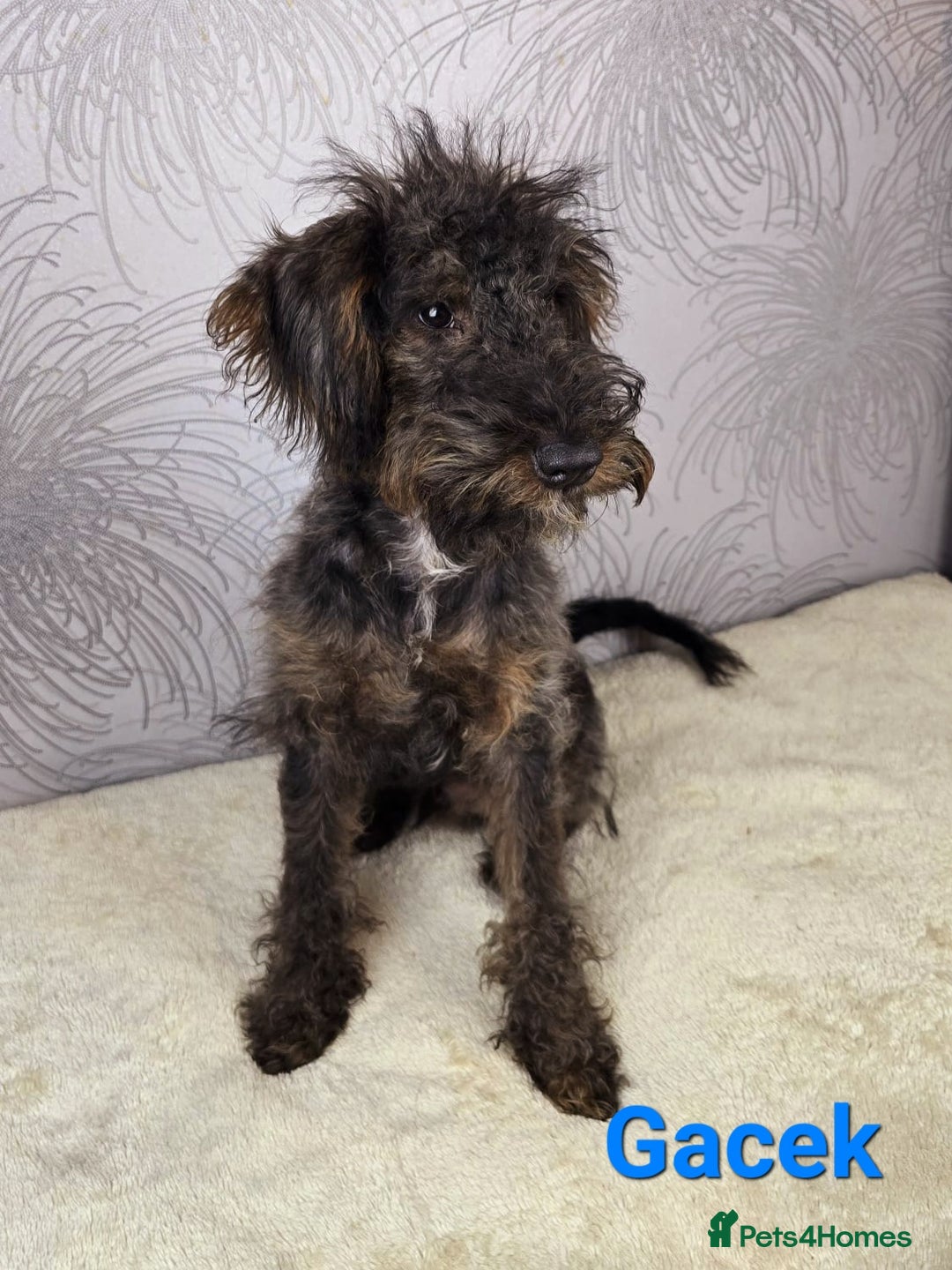 Australian Labradoodle dogs for sale: Australian Labradoodle × Fox Terrier Puppies - Image 37