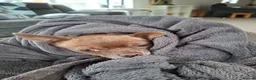 Chihuahua dogs for sale: Beautiful Smooth Coat Chihuahua - Advert 7