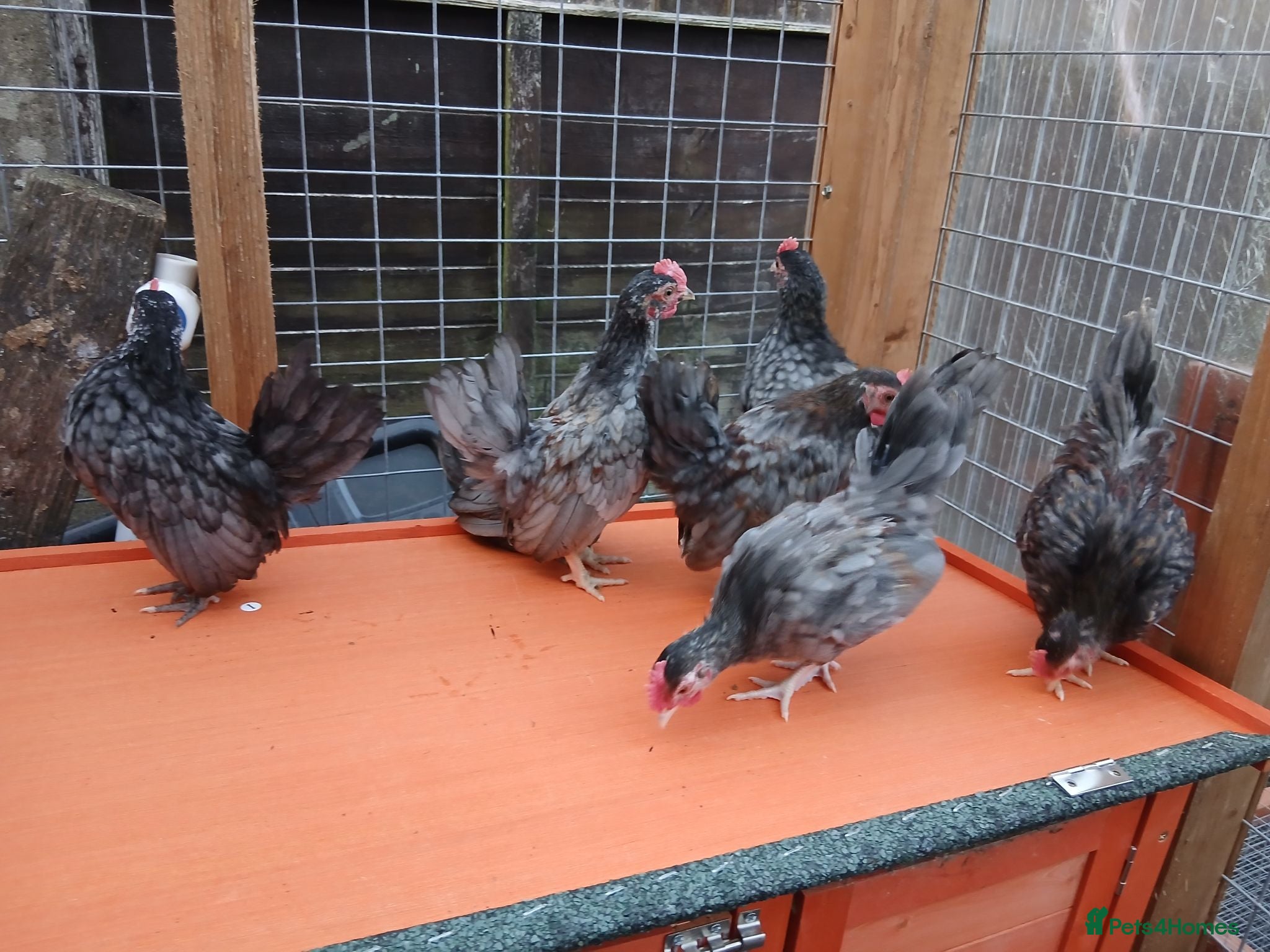 Chickens poultry 7 Serama cockrells  - Advert 18