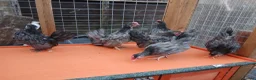 Chickens poultry for sale: 7 Serama cockrells  - Advert 1