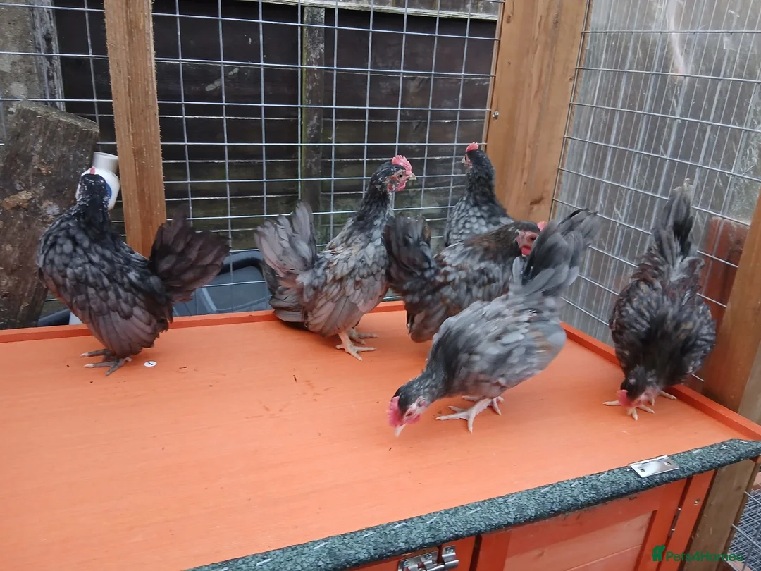 Chickens poultry for sale: 7 Serama cockrells  - Advert 1