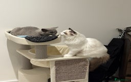 British Shorthair cats for sale: 3 months old Blue BHS kitten - Advert 2