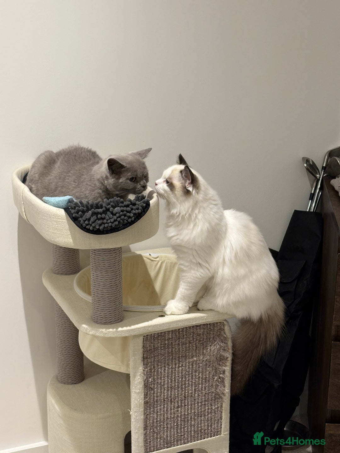 British Shorthair cats for sale: 3 months old Blue BHS kitten - Advert 2