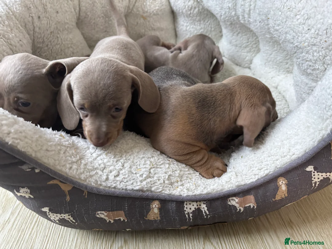 Dachshund dogs for sale: 4 beautiful Isabella and tan puppy’s  - Advert 19