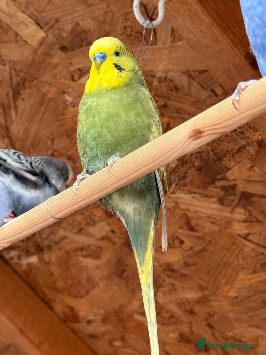 Budgerigars birds for sale: Male Budgies Exchange - Advert 2