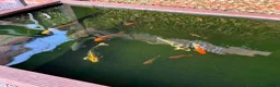 Koi Carp fish for sale: Carp for sale  in Nottingham - Advert 4