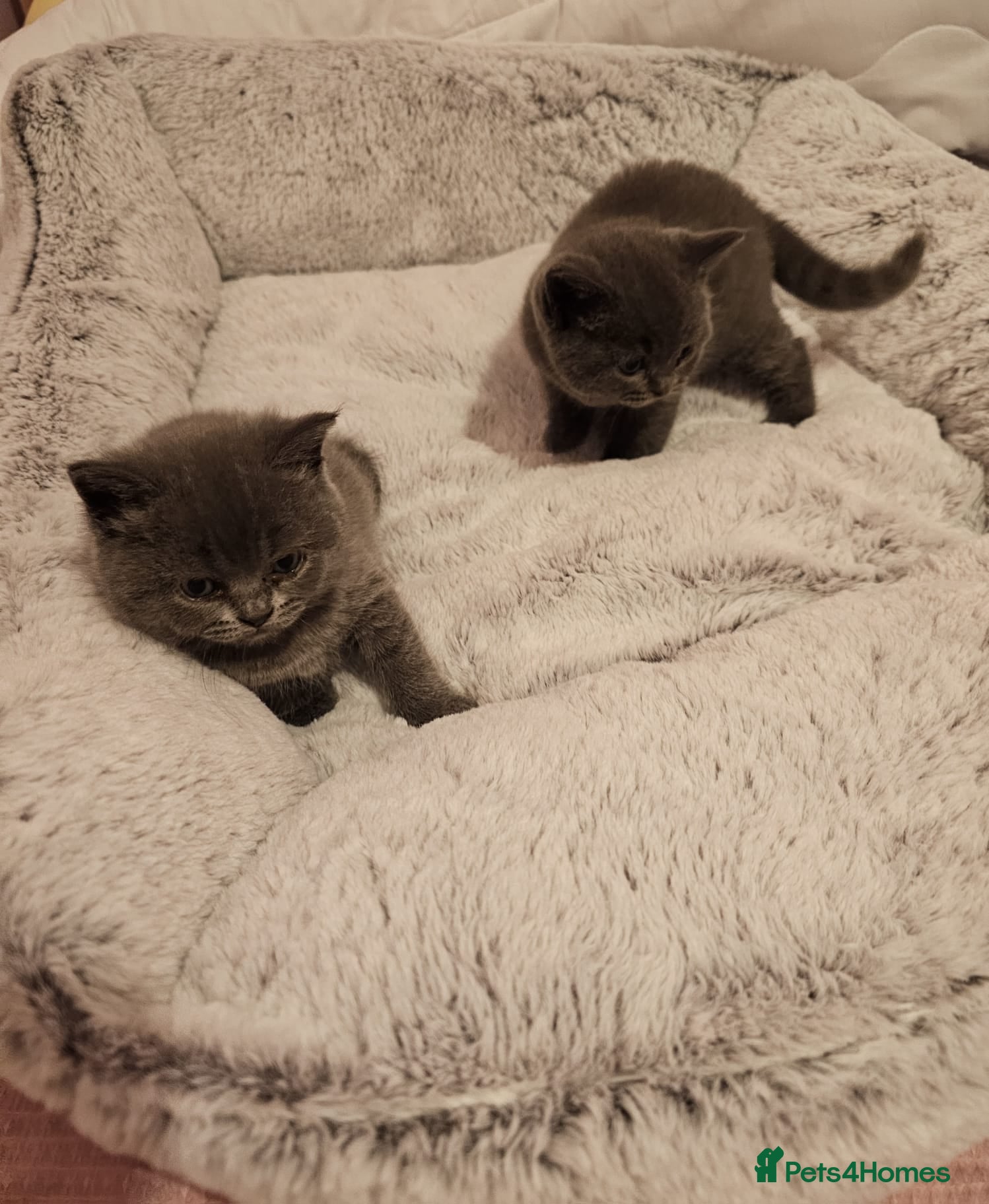 Mixed Breed cats Stunning British Shorthair Kittens-Litter trained! - Advert 4