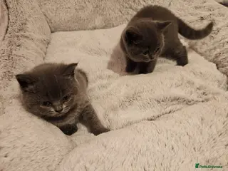 Mixed Breed cats Stunning British Shorthair Kittens-Litter trained! - Advert 4