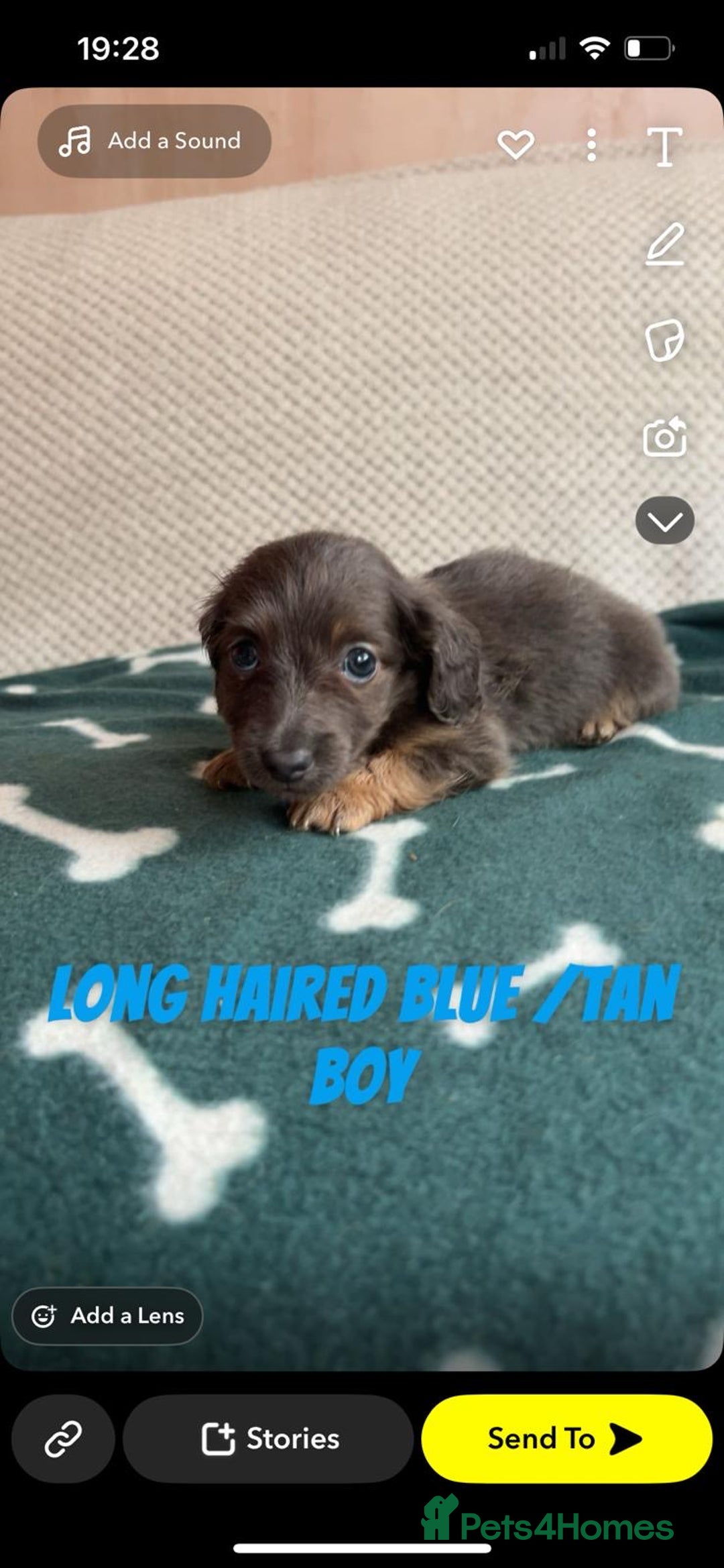 Miniature Dachshund dogs for sale: ***long haired mini dachshunds **** - Image 14