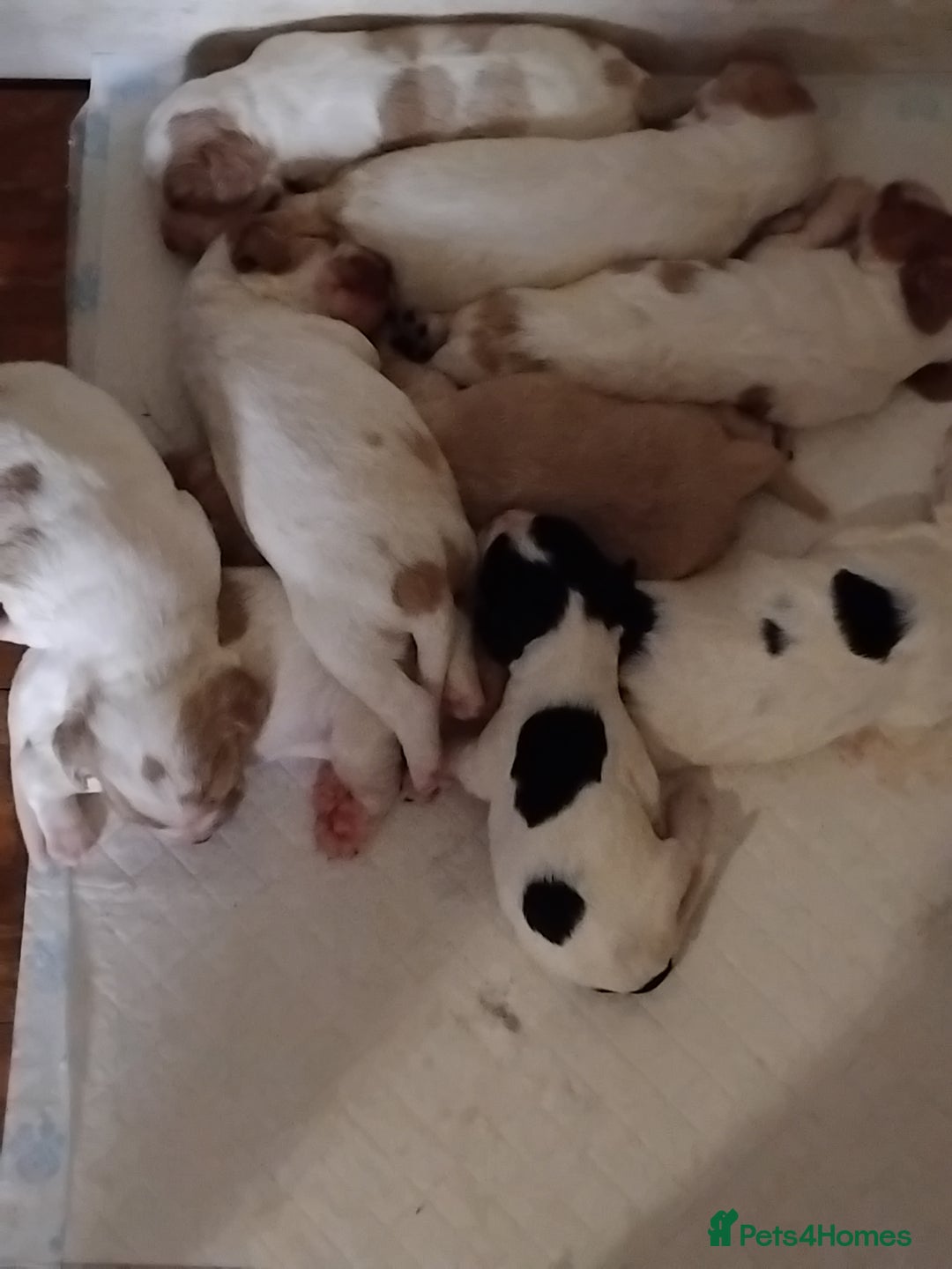 Cocker Spaniel dogs for sale: Cocker spaniel puppies  - Image 2