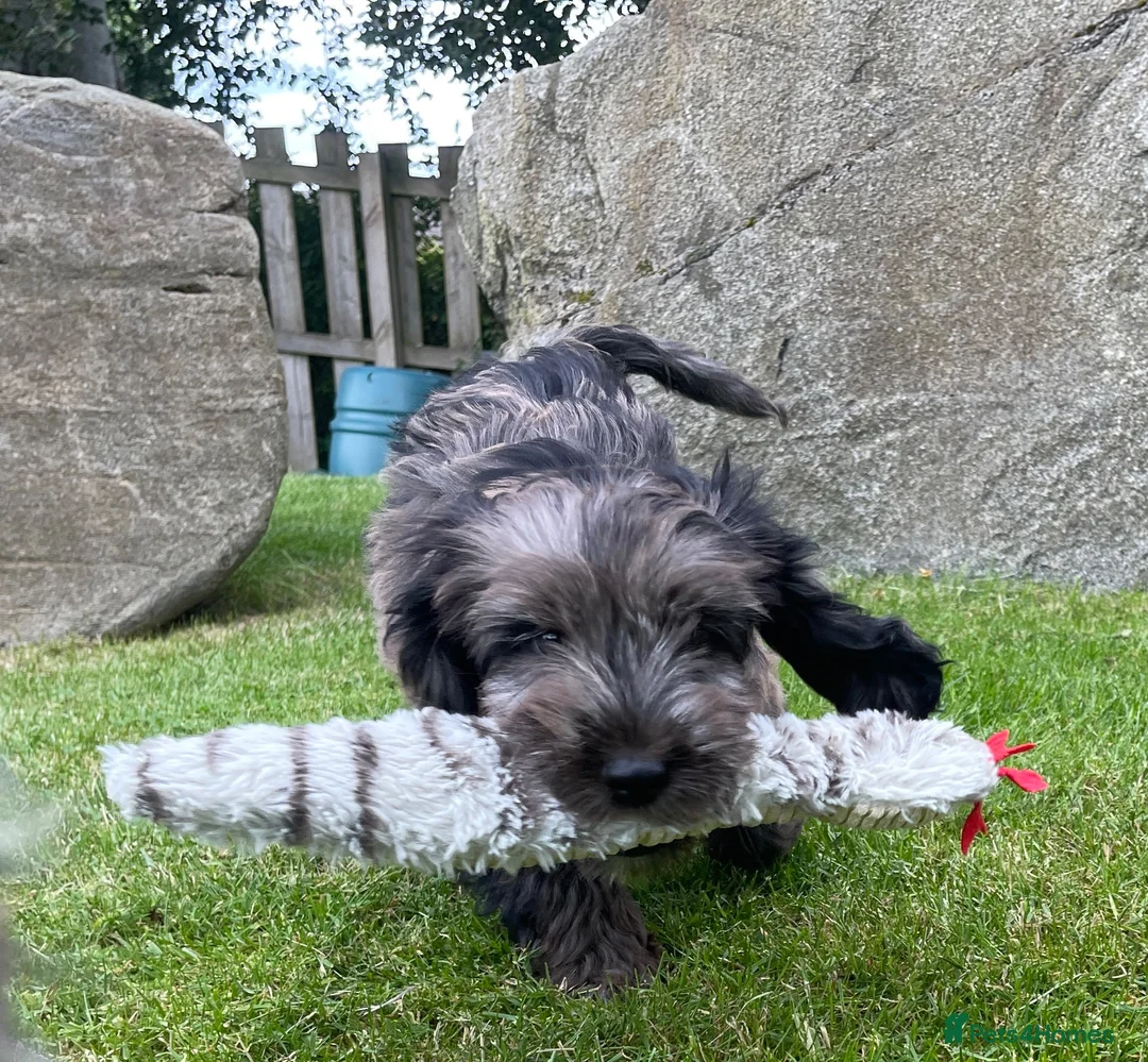 Cockapoo dogs for sale: Merle Cockapoo - Advert 2
