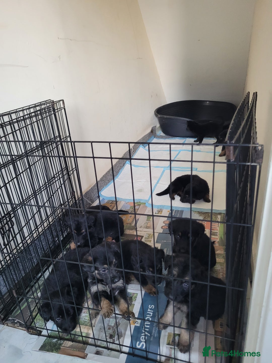 Mixed Breed dogs for sale: German Shepherd X Labrador  - Image 1