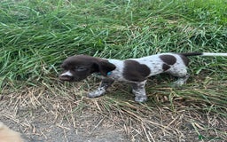 German Shorthaired Pointer dogs for sale: 3boys 3girls left ‼️Stunning Litter of GSP puppies - Image 17