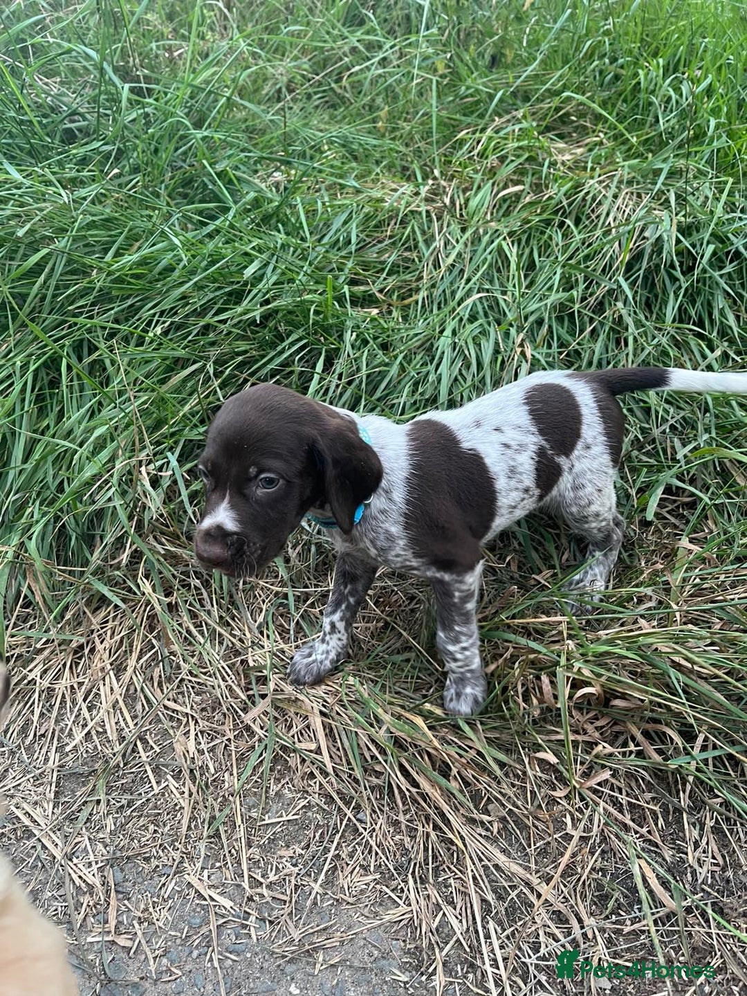 German Shorthaired Pointer dogs for sale: 3boys 3girls left ‼️Stunning Litter of GSP puppies - Image 17