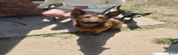 Chinese Red Dog dogs for sale: Ronnie Chinese Red Dog - Advert 4
