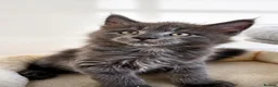 Maine Coon cats for sale: Find Your Purrfect Match 🐾 - Advert 6