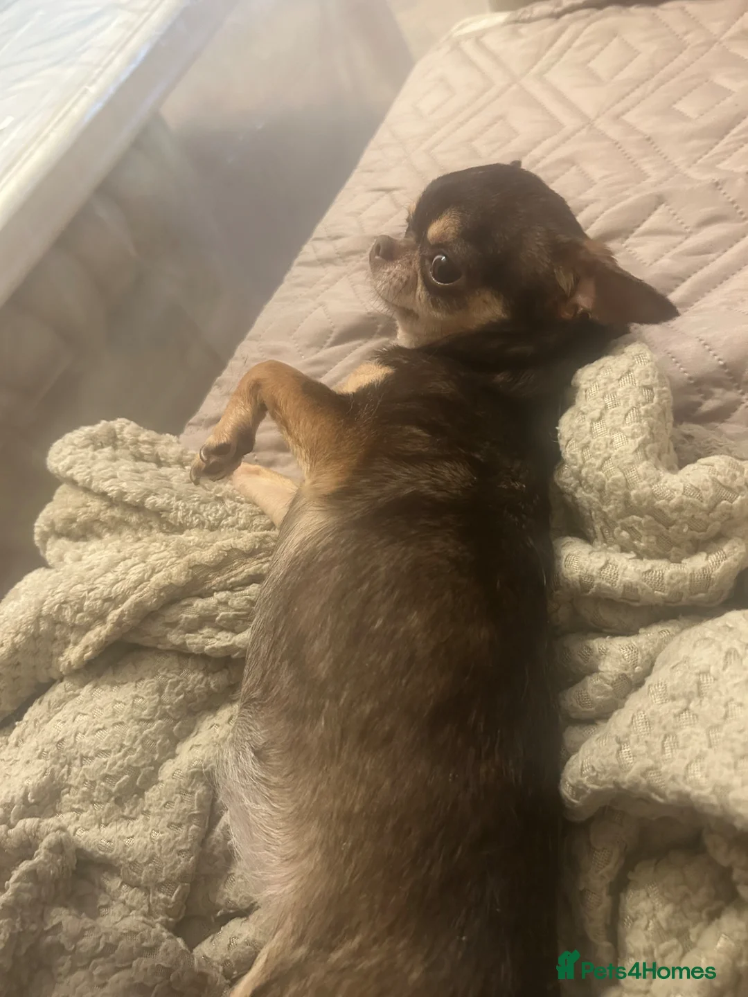 Chihuahua dogs for sale: Beautiful female Chihuahua  - Advert 5