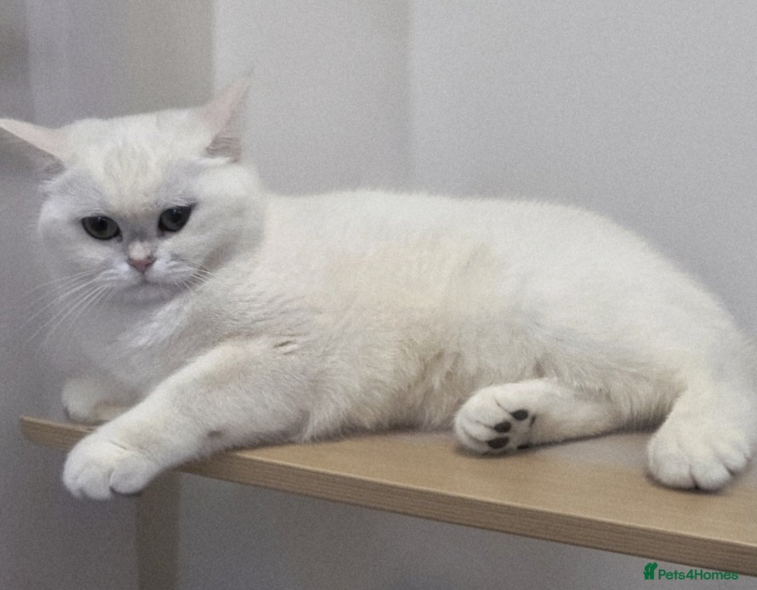 British Shorthair cats for sale: BRITISH SHORTHAIR CHAMPION BLOODLINE - Image 29