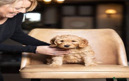 Australian Labradoodle dogs for sale: Australian Labradoodles RED&WHITE - Waiting list  - Image 23
