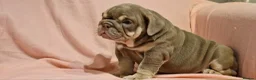 English Bulldog dogs for sale: Quality puppies available  in Bradford - Advert 11