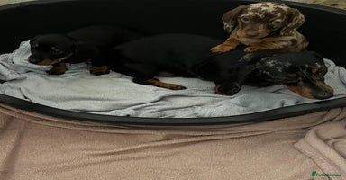 Miniature Dachshund dogs - Advert 9