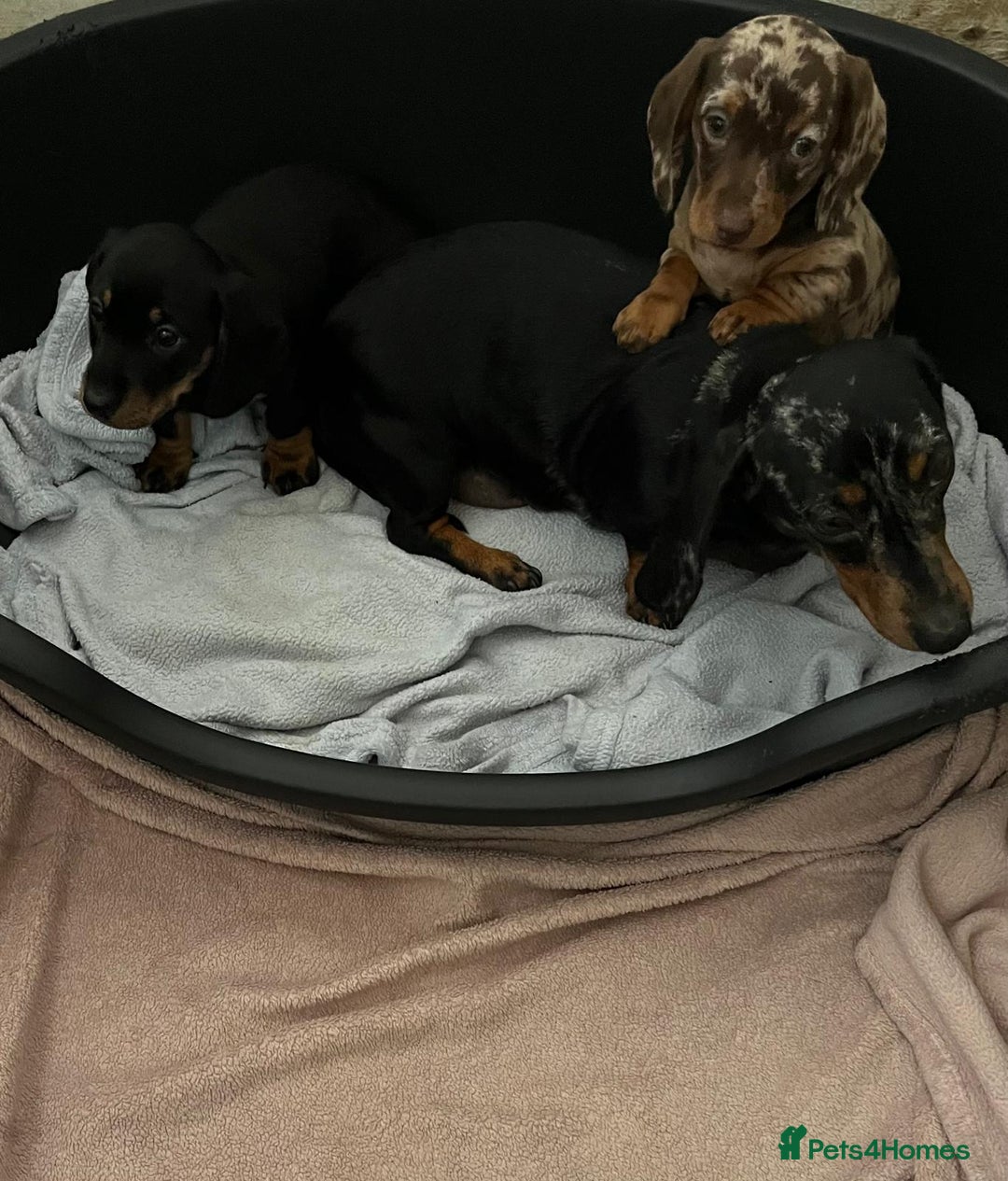 Miniature Dachshund dogs for sale: READY NOW Stunning miniature dachshund puppy’s  - Image 2