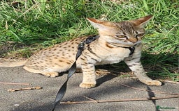 Savannah cats for sale: Savannah cat - Image 4