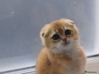 Scottish Fold cats Cute 🥰 Scottish fold TICA register - Advert 7