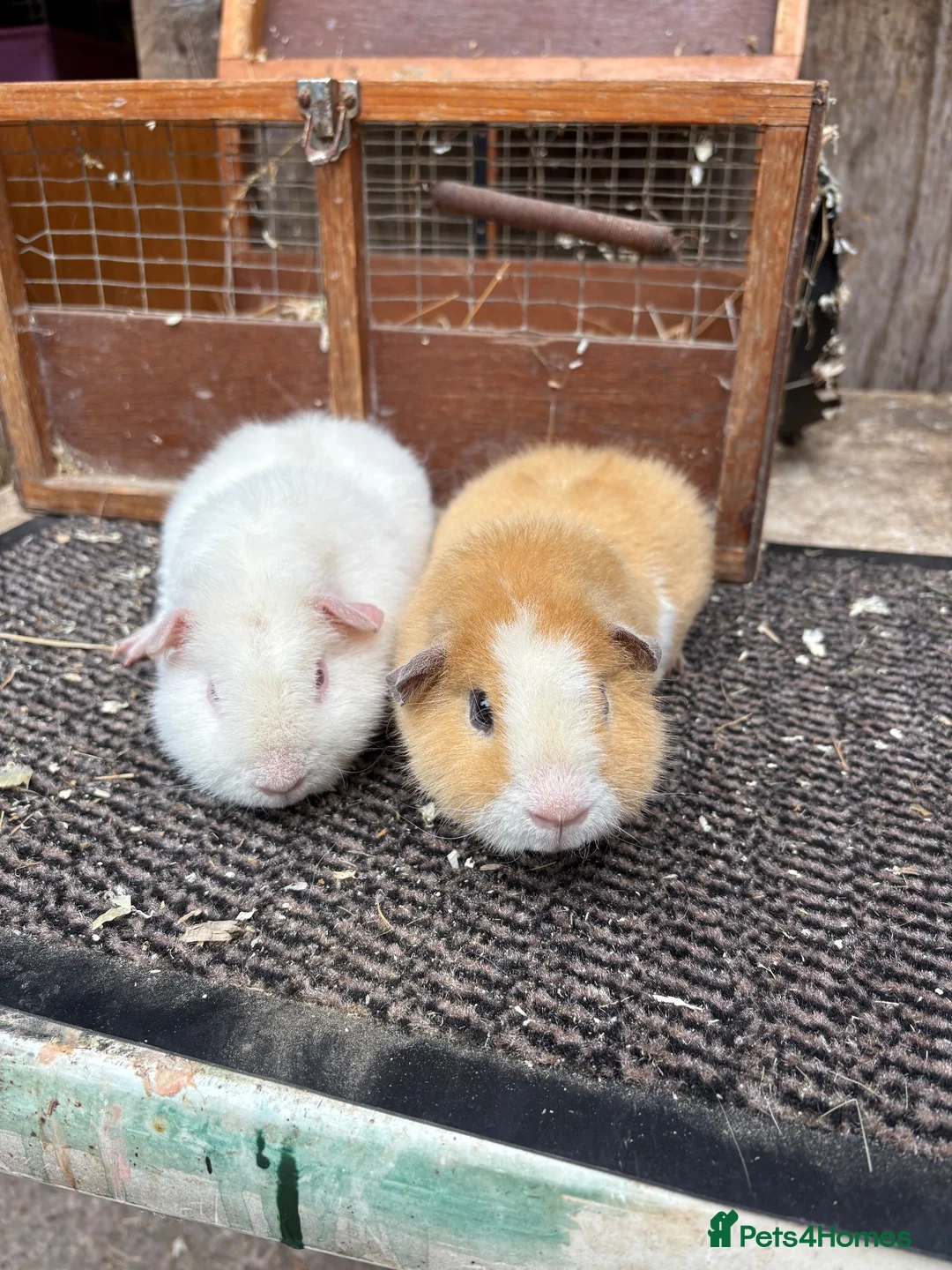 Guinea Pig rodents for sale: Teddy Guinea pigs - Advert 2
