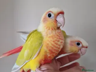 Conures birds Beautiful fully hand reared conure baby's - Advert 16