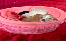 Cockapoo dogs for sale: Stunning Cockapoo Puppies Health Tested  - Advert 9