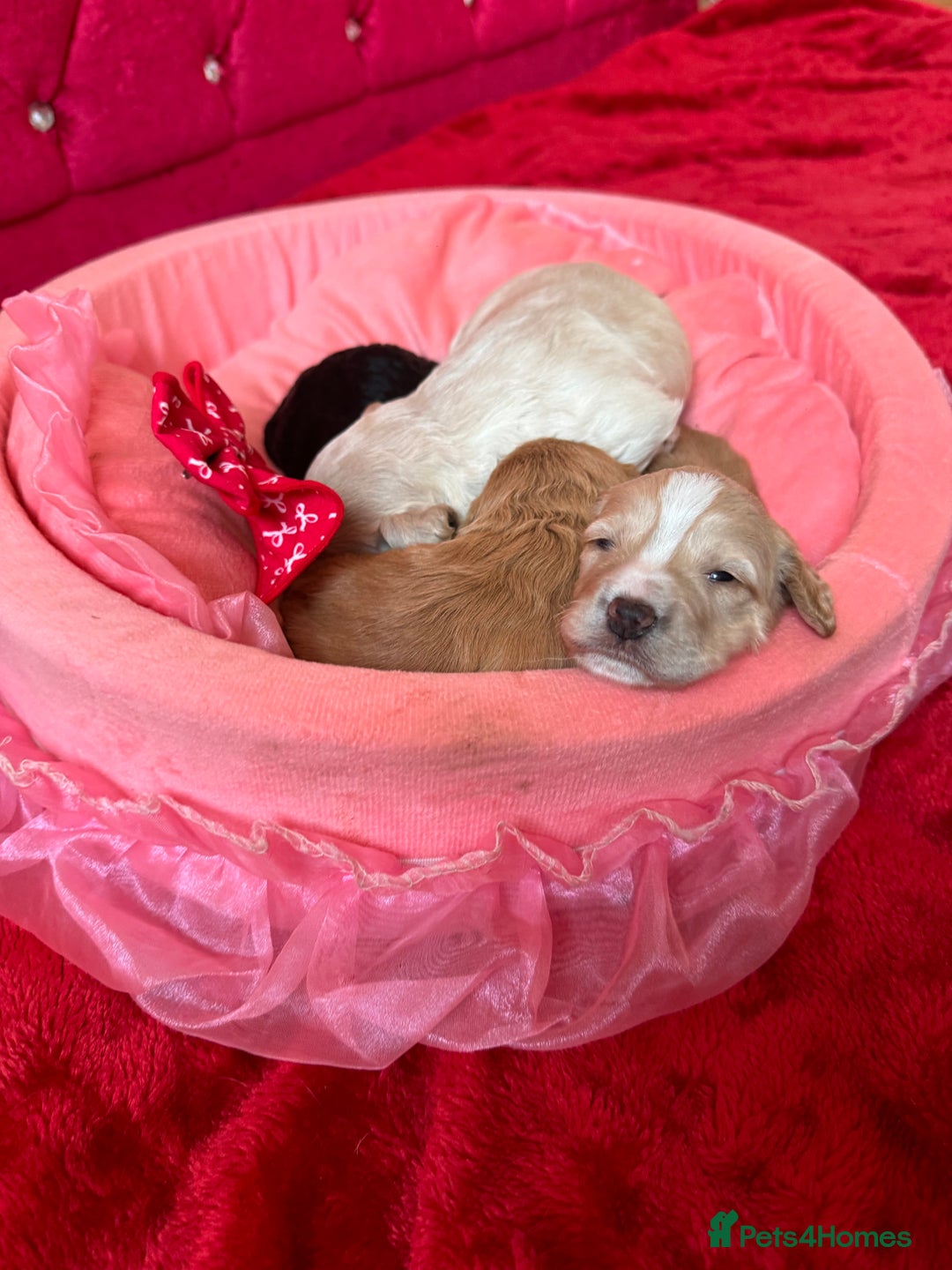 Cockapoo dogs for sale: Stunning Cockapoo Puppies Health Tested  - Advert 9