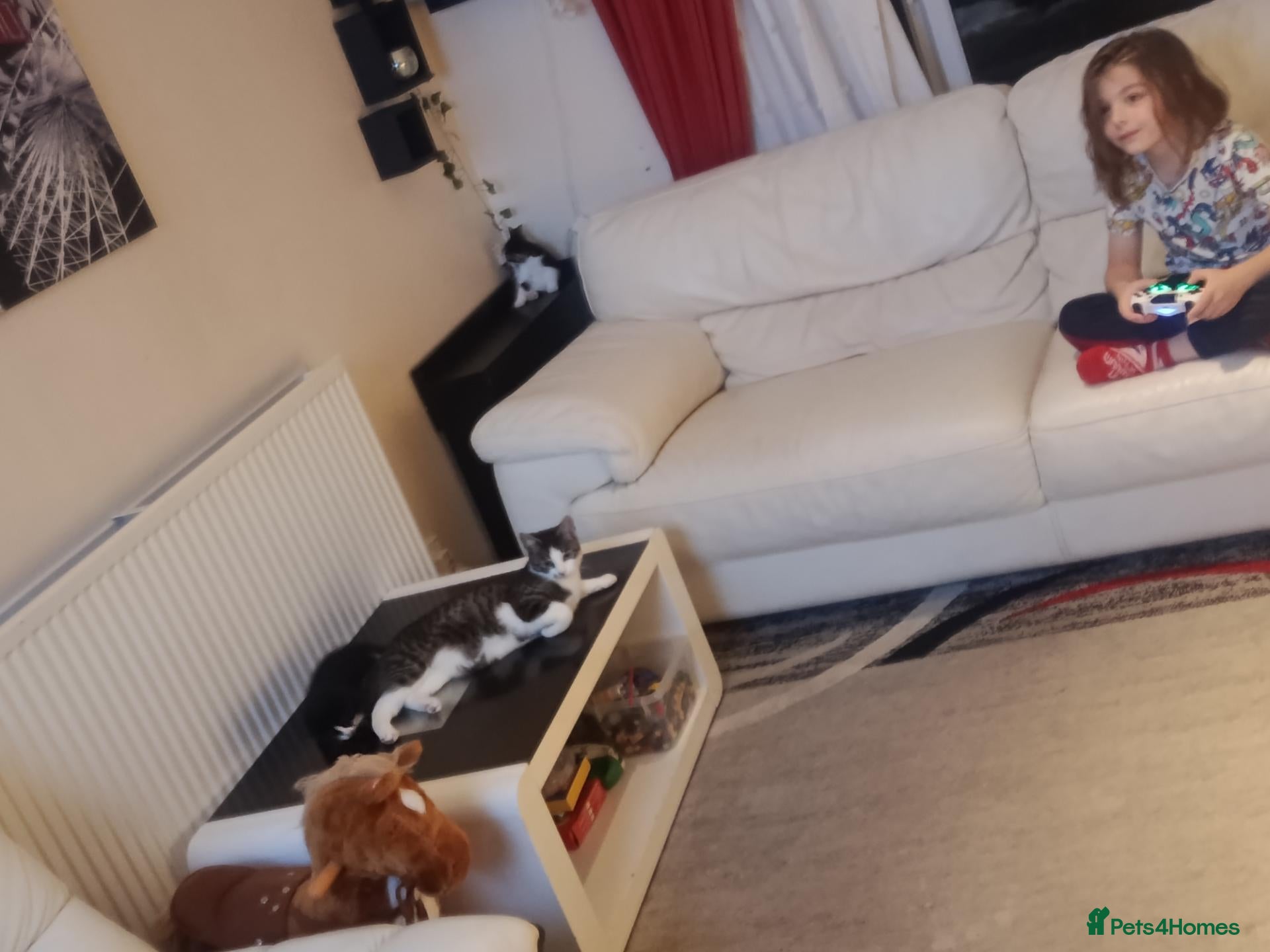 Mixed Breed cats Kittens looking for a lovely family 😻 - Advert 1