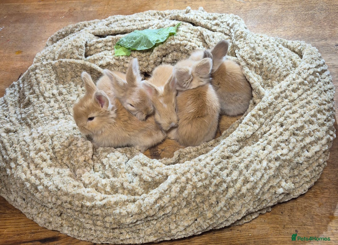 Angora rabbits for sale: Gorgeous Pedigree Full Faced Angora  - Image 30